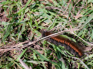 fox moth caterpillar close up macro Macrothylacia rubi