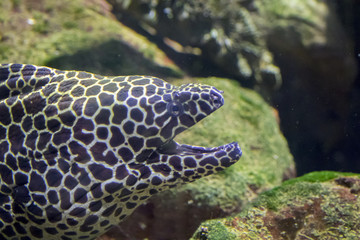Fototapeta na wymiar Image of fish in the water. (Honeycomb Moray Eel)