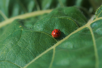 Marienkäfer