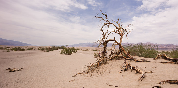 Dead tree at Desert in Dead Valley, Nevada