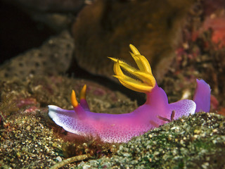 Rob Hem Hypselodoris, Dorid Nudibranch (Hypselodoris apolegma)