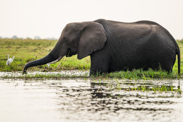 Elephants at Chobe River, Chobe National Park