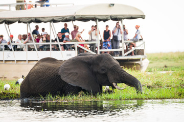 Wildlife watching on the Chobe River, Chobe National Park
