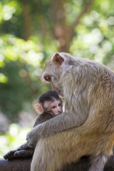 Naklejka na ściany i meble Image of mother monkey and baby monkey on nature background. Wild Animals.