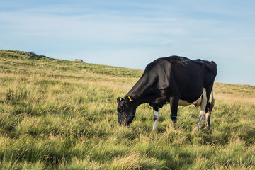 Fototapeta premium A cow is pasturing on green lush meadow in Alps Mountains. Auvergne-Rhone-Alpes. France.