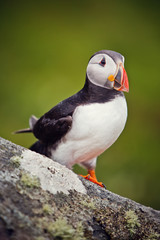 Puffin (1)