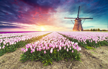 Landscape with tulips, traditional dutch windmills and houses near the canal in Zaanse Schans,...