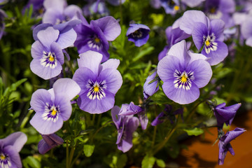 Pansy flowers
