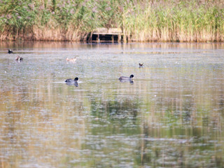 several coots in the lake water surface summer pond Rallidae Fulica