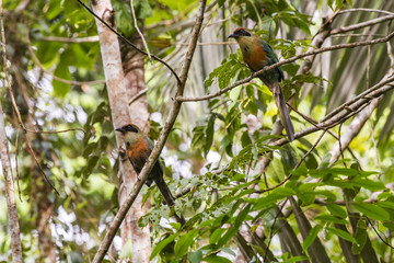 Juruva-verde (Baryphthengus ruficapillus) | Rufous-capped Motmot photographed in Linhares, Espírito Santo - Southeast of Brazil.