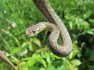 closeup of a head of a snake Malpolon monspessulanus