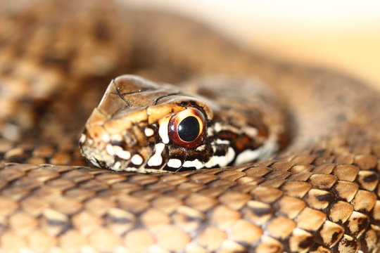 closeup of a head of a snake Malpolon monspessulanus