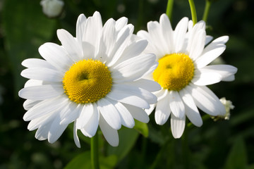 Fototapeta premium Daisies