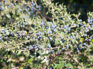 close up of growing lush shrub abundant with sloe berries prunus spinosa