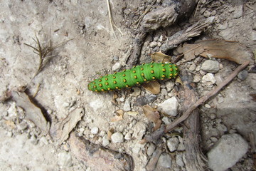 Oruga verde y amarilla
