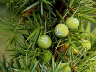 small green berries of conifers