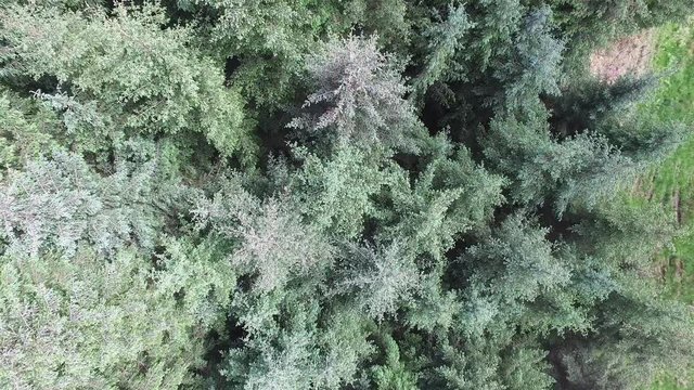 Aerial of a forest in Argyll