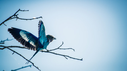 Blauer Vogel