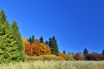 Fototapeta na wymiar Trees in autumn at blue sky background. Cergov Mountains, Slovakia.