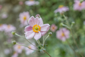 fresh flower on plant in garden