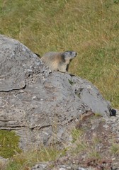 Marmotte dans le Parc National de la Vanoise, Alpes Françaises