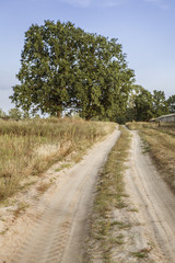 Fototapeta na wymiar Rural road through countryside in summer