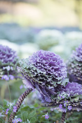 Vegetable garden, Food