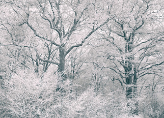 Winter scene background, oak forest covered with frost