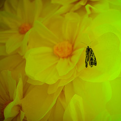 Black butterfly sits on a paper flower
