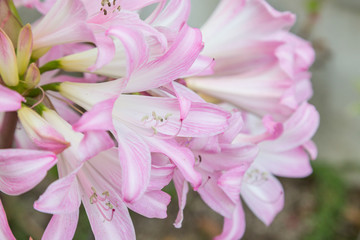 Fototapeta premium fresh flower on plant in garden