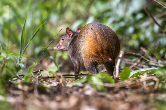 Cutia (Dasyprocta leporina) | Common Agouti photographed in Linhares, Esp&iacute;rito Santo - Southeast of Brazil. Atlantic Forest Biome. 