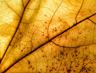 Autumn leaf macro