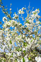 Apple blossom branch
