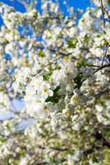 Apple blossom branch