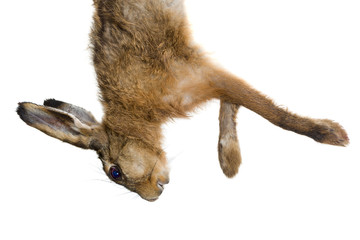 Isolated dead hare