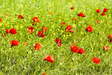 Field of red poppies and yellow canola in bright light at spring