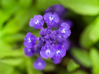 Top view of Blue salvia flower. Selective focus background.