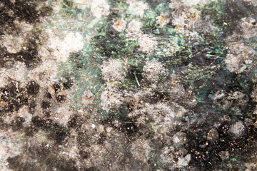 Mold texture close-up background