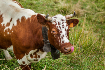 Fototapeta na wymiar piebald lying down cow in the foreground on green grass
