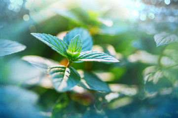 Mint © Galyna Andrushko