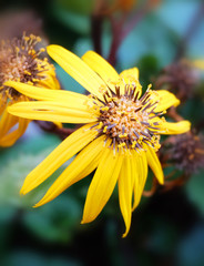 A flower of yellow rudbeckia, macro photo.