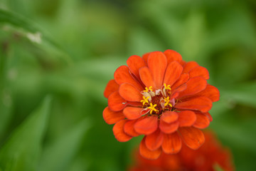 ダリア　クローズアップ