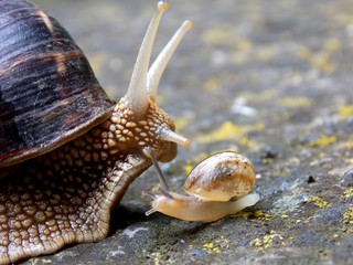 small and big snail on concrete