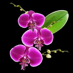 Fototapeta na wymiar Branch of violet orchids 