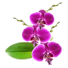 Branch of violet orchids 