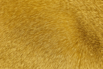 Short-haired  sandy cat fur structure