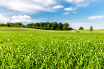 Fototapeta premium Zielone pole golfowe z błękitnego nieba.