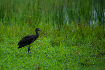 Glossy Ibis