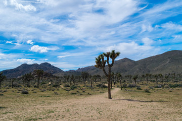 Fototapeta premium Joshua Trees in Joshua Tree National Park, Riverside County and San Bernardino County, California, USA