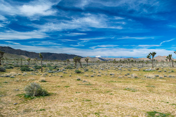 Obraz premium Joshua Trees in Joshua Tree National Park, Riverside County and San Bernardino County, California, USA